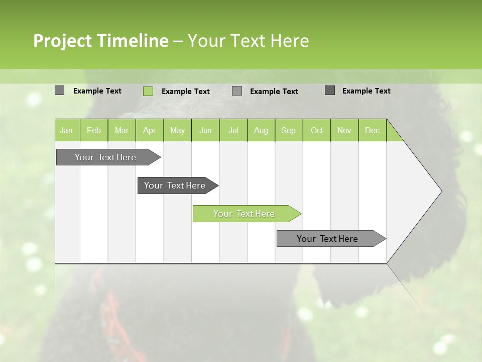 A Black Poodle With A Red Collar Is Looking At The Camera PowerPoint Template