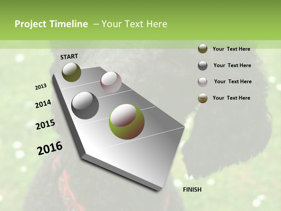 A Black Poodle With A Red Collar Is Looking At The Camera PowerPoint Template