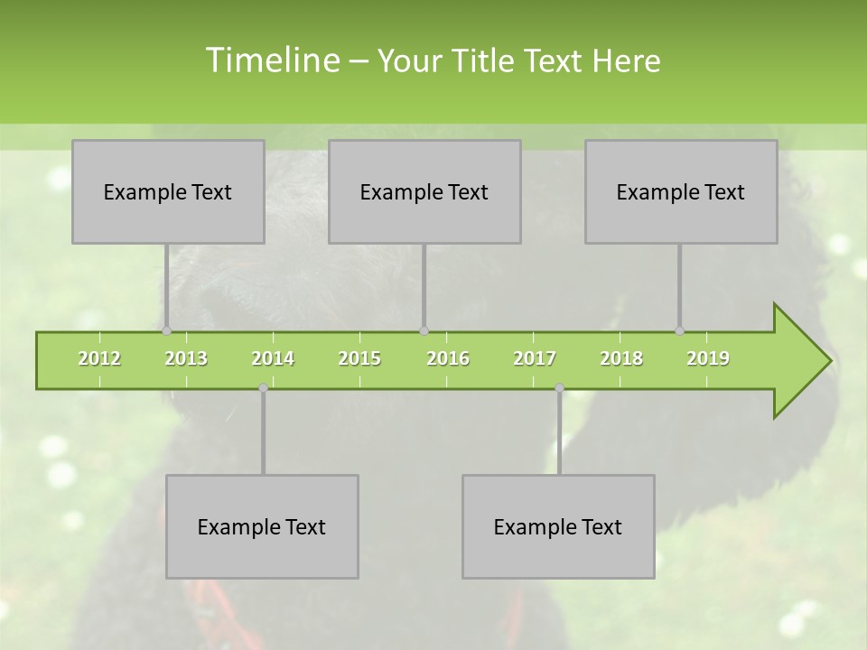 A Black Poodle With A Red Collar Is Looking At The Camera PowerPoint Template
