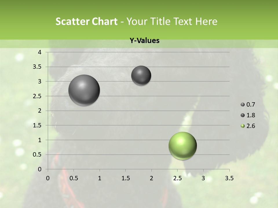 A Black Poodle With A Red Collar Is Looking At The Camera PowerPoint Template