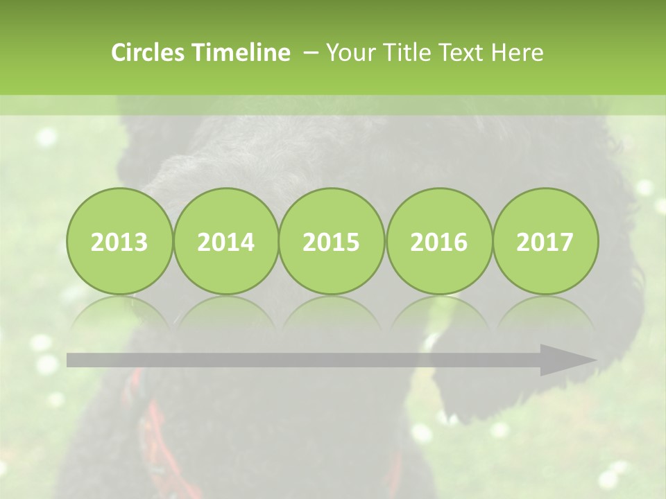 A Black Poodle With A Red Collar Is Looking At The Camera PowerPoint Template