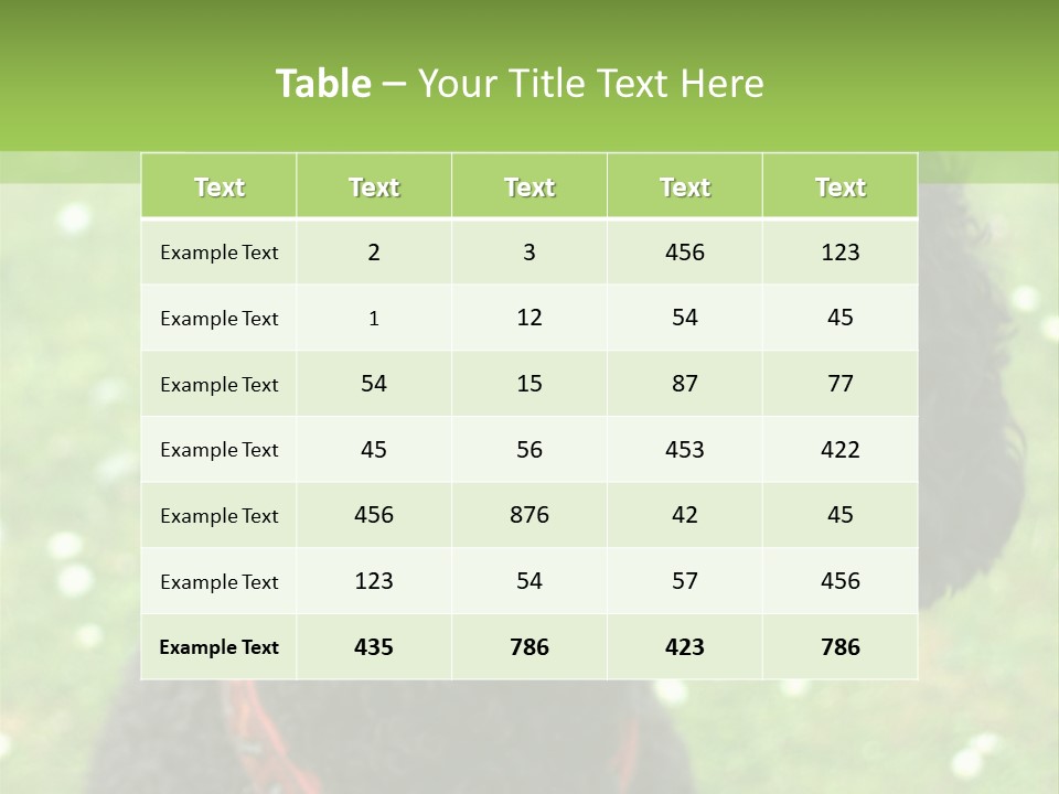 A Black Poodle With A Red Collar Is Looking At The Camera PowerPoint Template