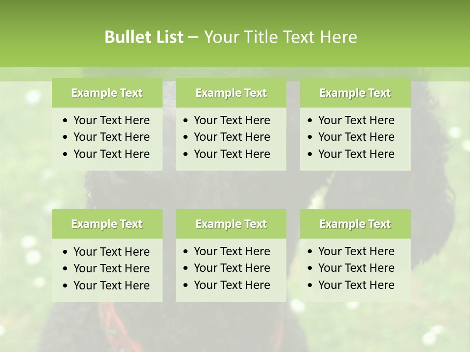 A Black Poodle With A Red Collar Is Looking At The Camera PowerPoint Template