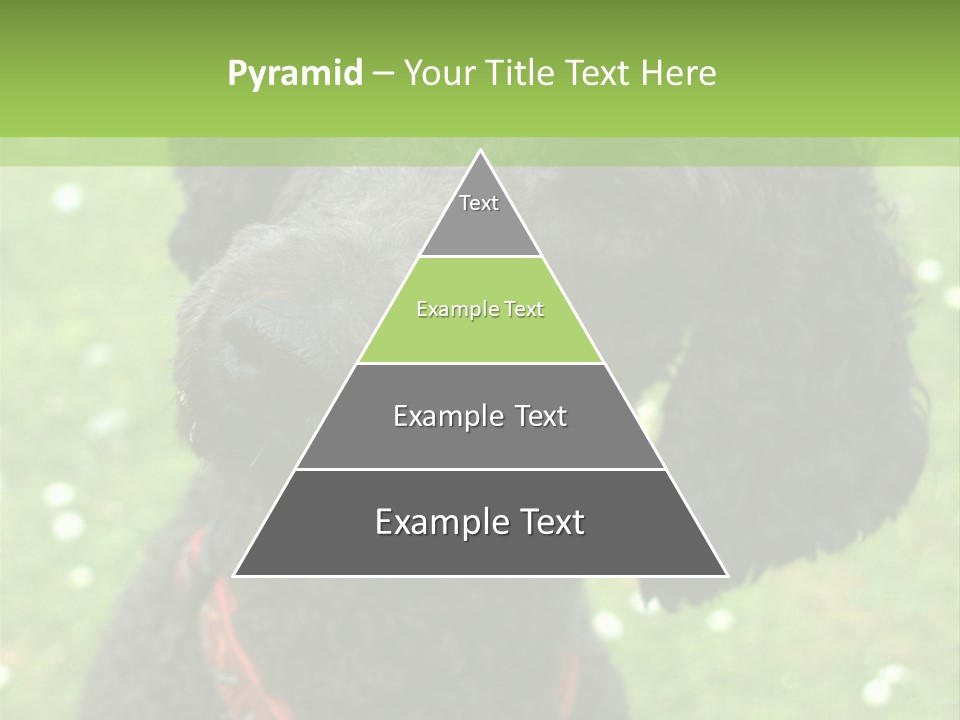 A Black Poodle With A Red Collar Is Looking At The Camera PowerPoint Template