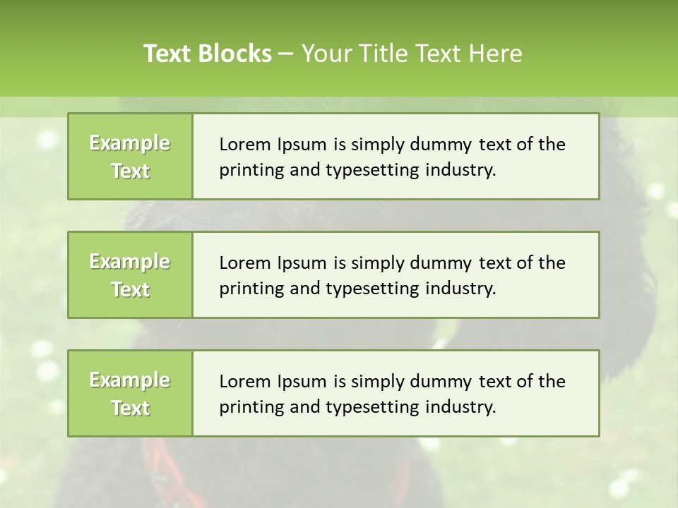 A Black Poodle With A Red Collar Is Looking At The Camera PowerPoint Template