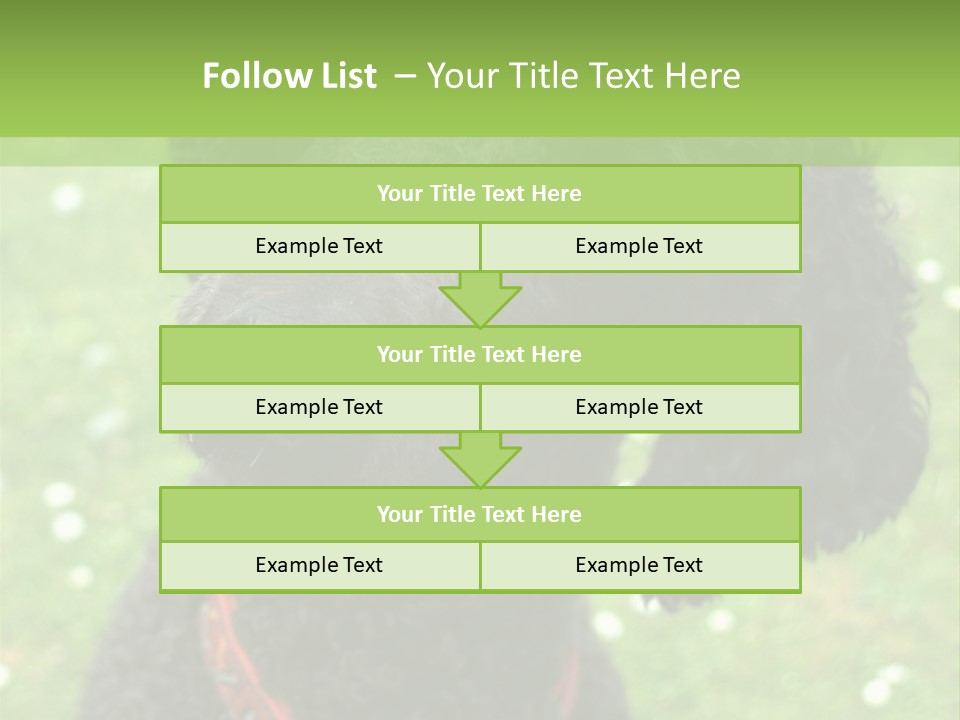 A Black Poodle With A Red Collar Is Looking At The Camera PowerPoint Template