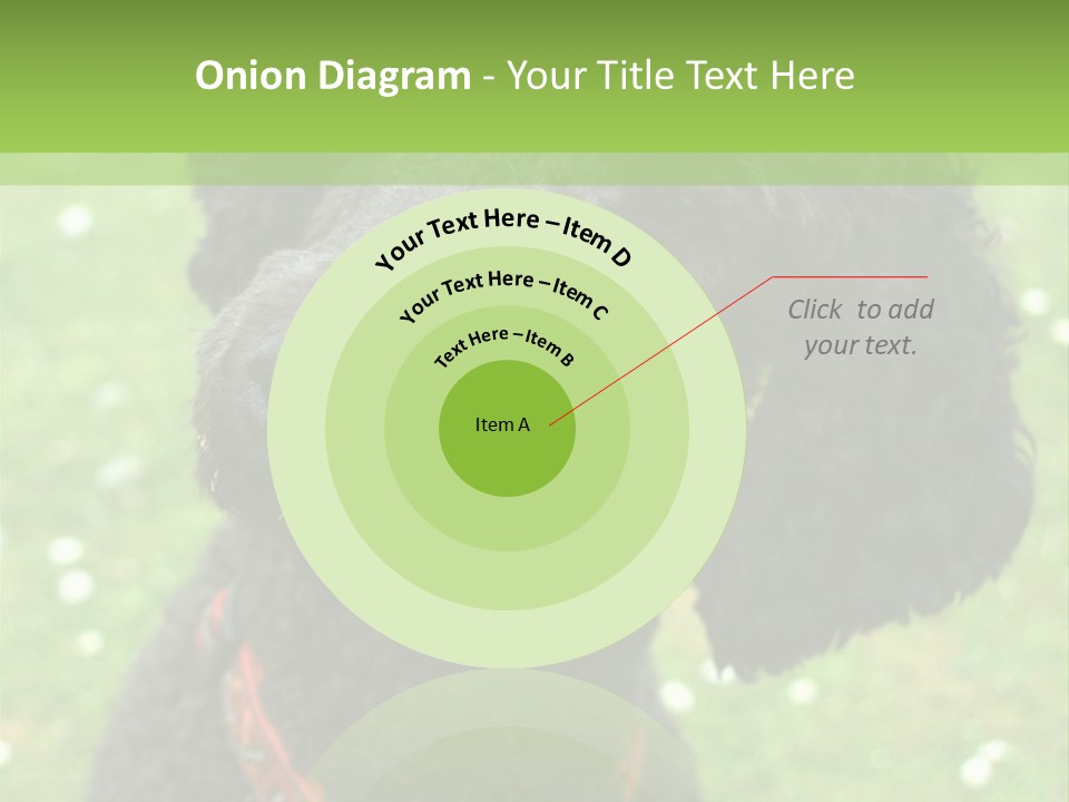 A Black Poodle With A Red Collar Is Looking At The Camera PowerPoint Template