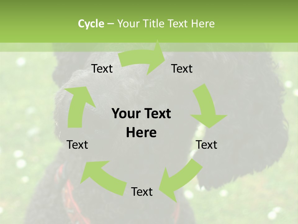 A Black Poodle With A Red Collar Is Looking At The Camera PowerPoint Template