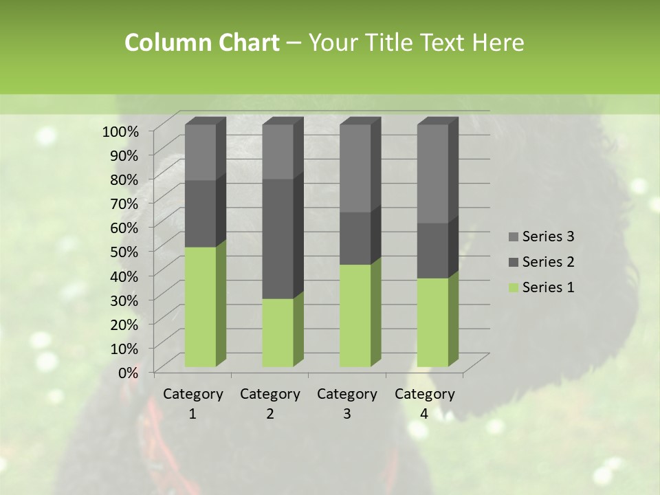 A Black Poodle With A Red Collar Is Looking At The Camera PowerPoint Template