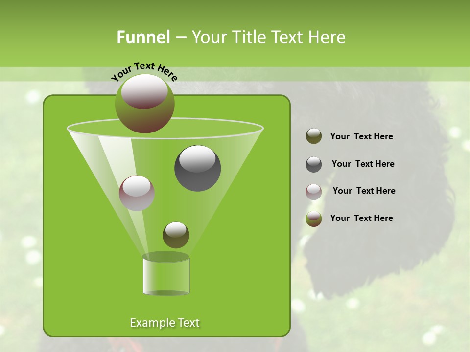 A Black Poodle With A Red Collar Is Looking At The Camera PowerPoint Template