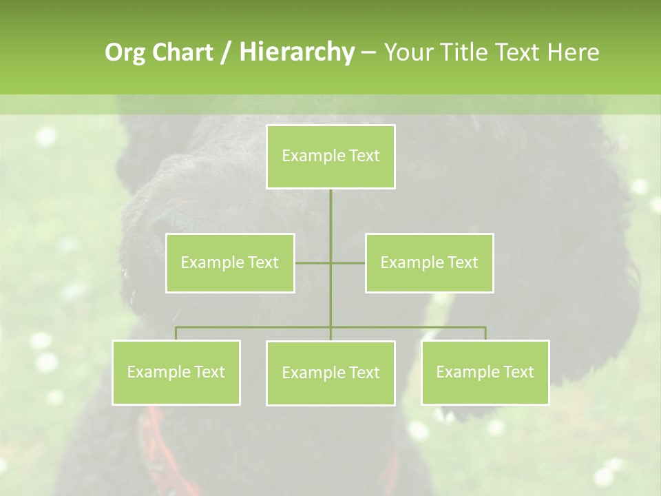 A Black Poodle With A Red Collar Is Looking At The Camera PowerPoint Template