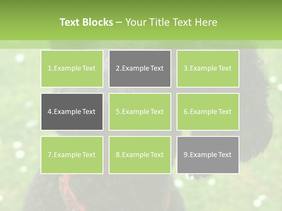 A Black Poodle With A Red Collar Is Looking At The Camera PowerPoint Template