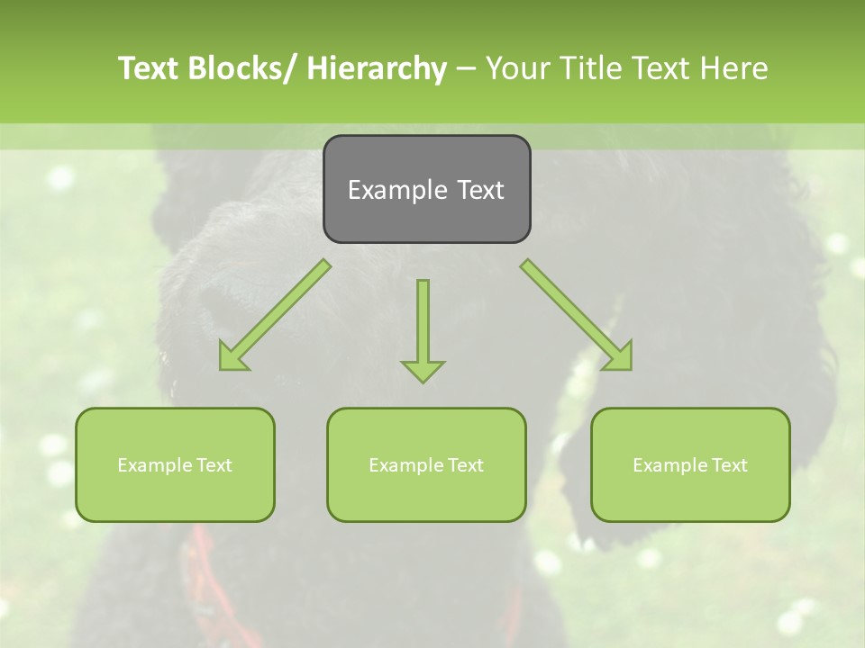 A Black Poodle With A Red Collar Is Looking At The Camera PowerPoint Template