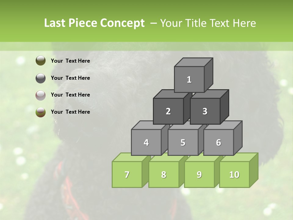 A Black Poodle With A Red Collar Is Looking At The Camera PowerPoint Template