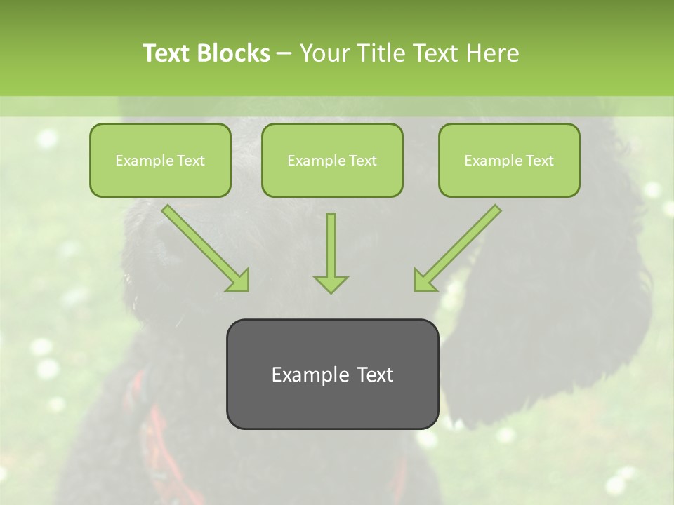A Black Poodle With A Red Collar Is Looking At The Camera PowerPoint Template