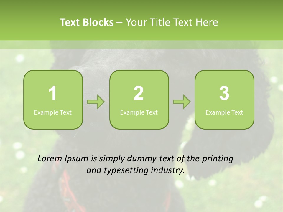 A Black Poodle With A Red Collar Is Looking At The Camera PowerPoint Template