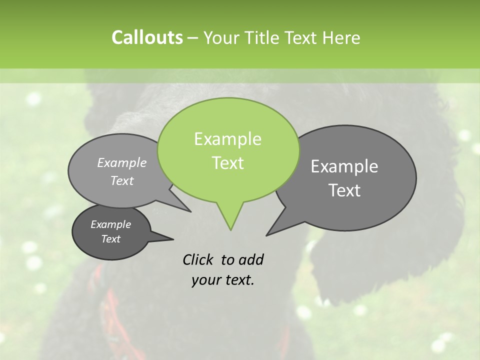 A Black Poodle With A Red Collar Is Looking At The Camera PowerPoint Template