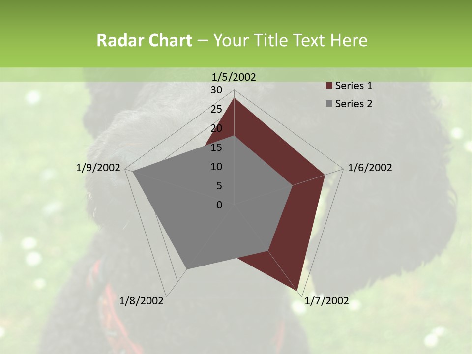 A Black Poodle With A Red Collar Is Looking At The Camera PowerPoint Template