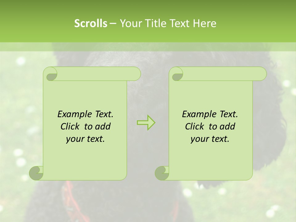A Black Poodle With A Red Collar Is Looking At The Camera PowerPoint Template