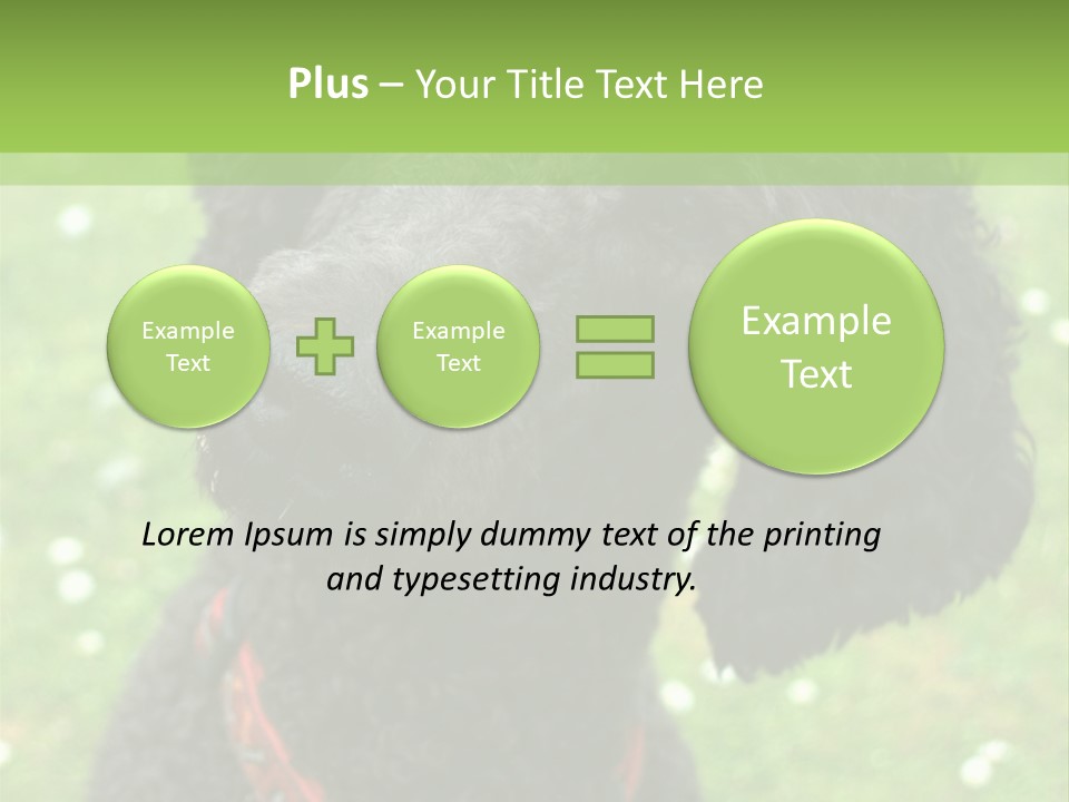 A Black Poodle With A Red Collar Is Looking At The Camera PowerPoint Template