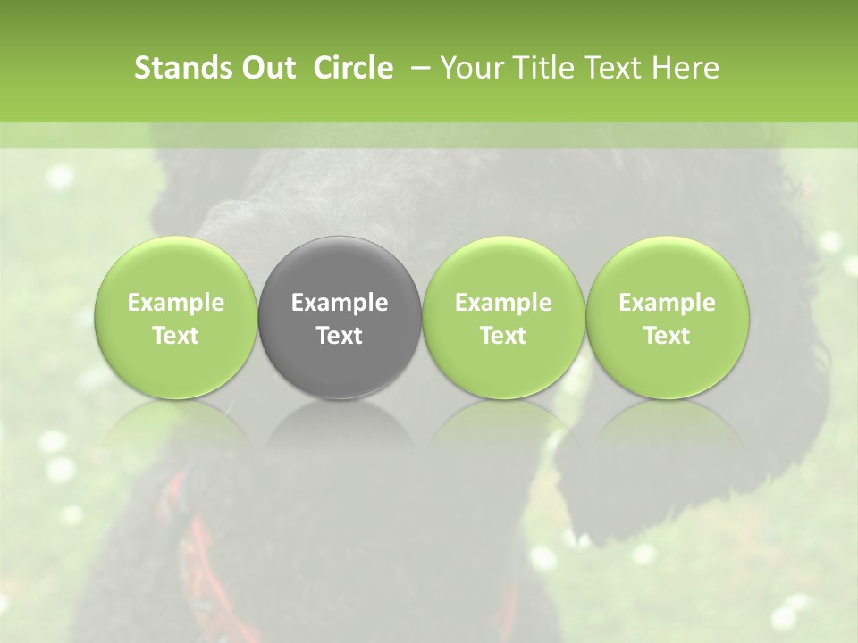 A Black Poodle With A Red Collar Is Looking At The Camera PowerPoint Template
