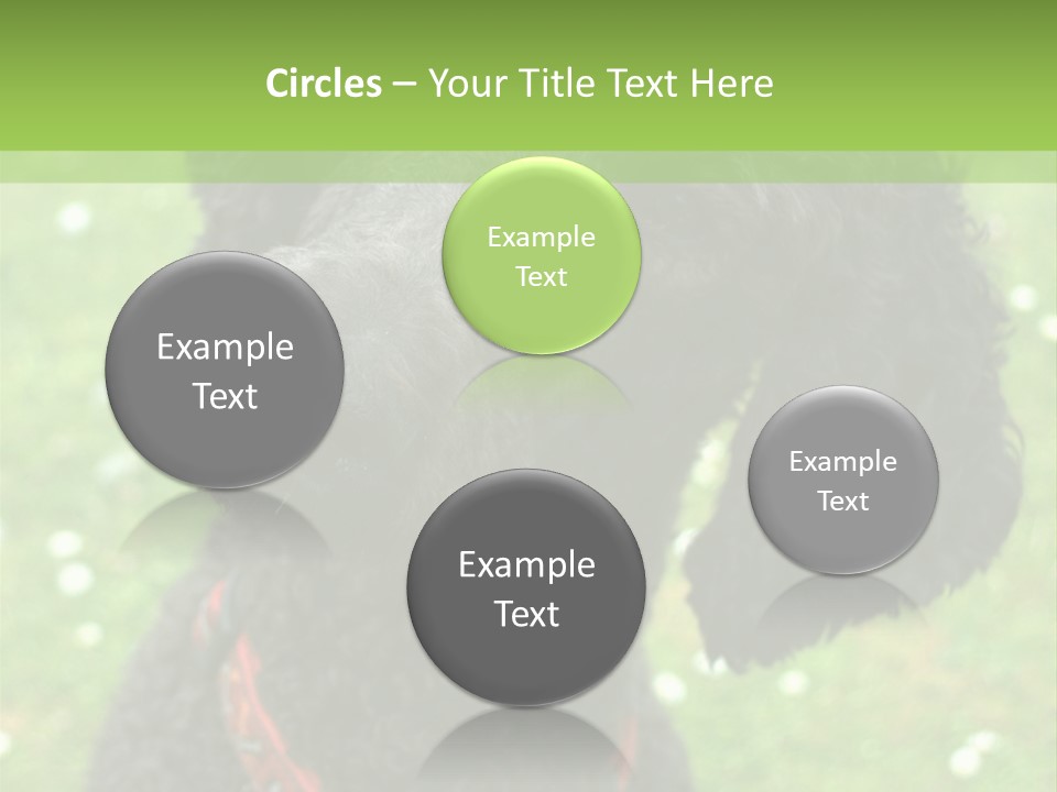 A Black Poodle With A Red Collar Is Looking At The Camera PowerPoint Template