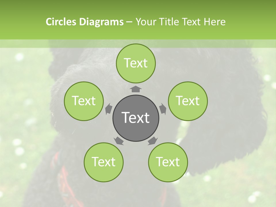 A Black Poodle With A Red Collar Is Looking At The Camera PowerPoint Template