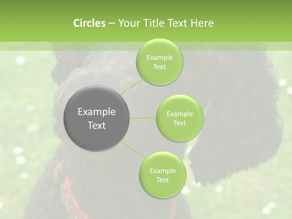 A Black Poodle With A Red Collar Is Looking At The Camera PowerPoint Template