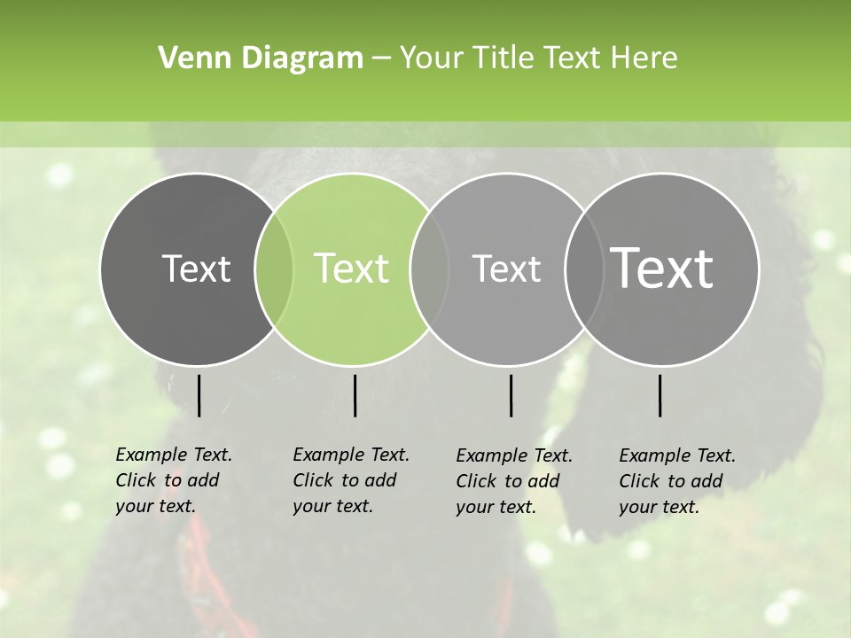 A Black Poodle With A Red Collar Is Looking At The Camera PowerPoint Template