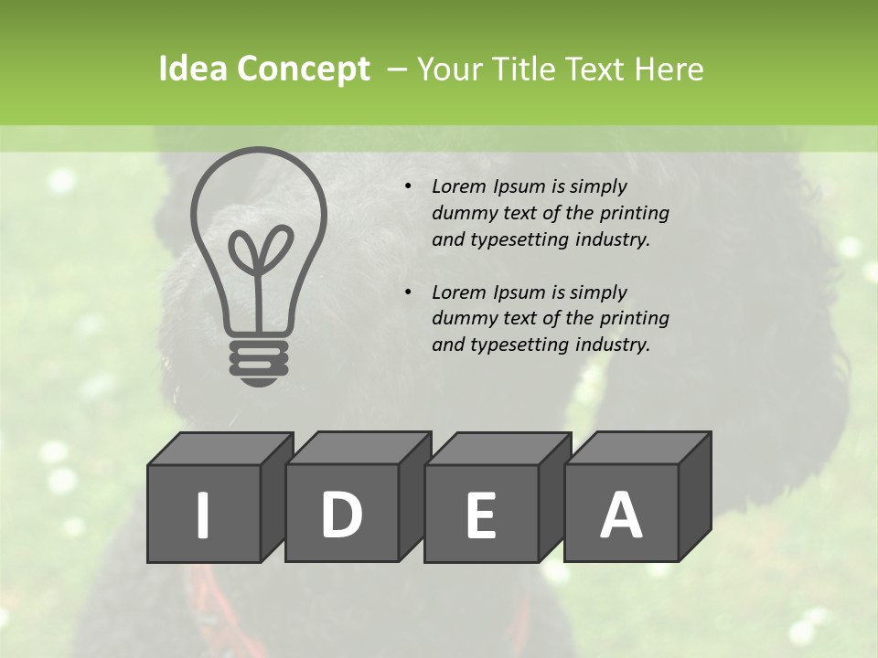 A Black Poodle With A Red Collar Is Looking At The Camera PowerPoint Template