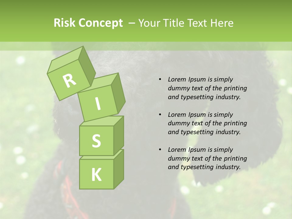 A Black Poodle With A Red Collar Is Looking At The Camera PowerPoint Template