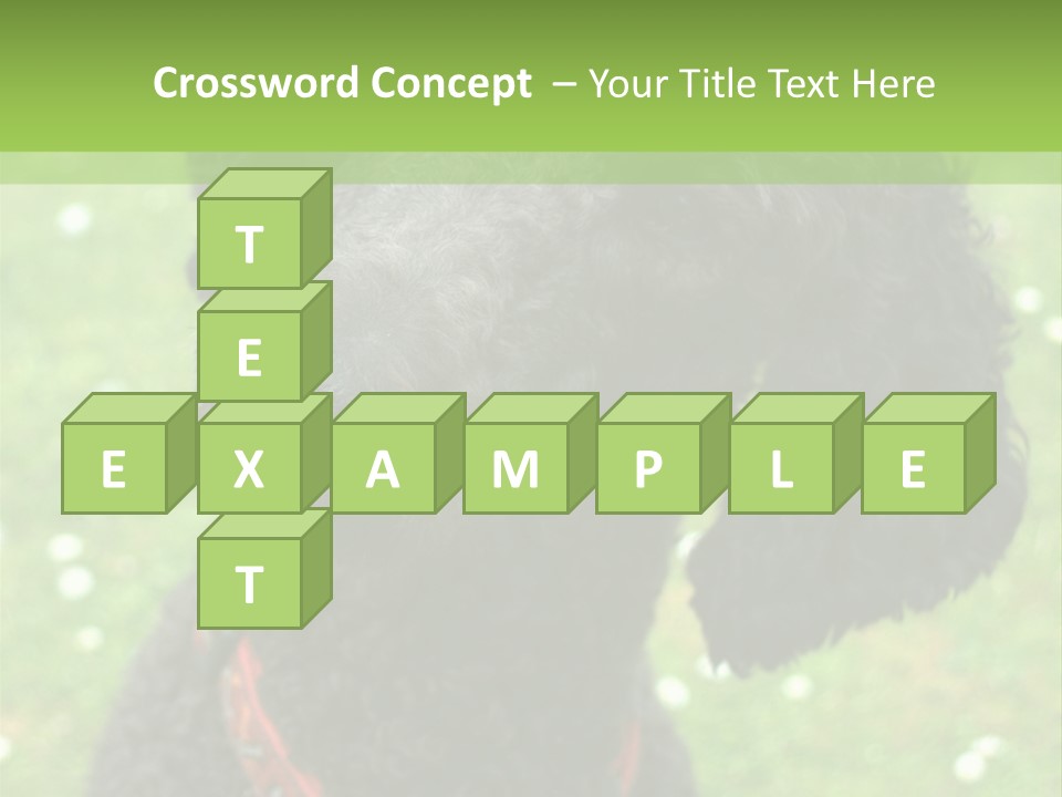 A Black Poodle With A Red Collar Is Looking At The Camera PowerPoint Template