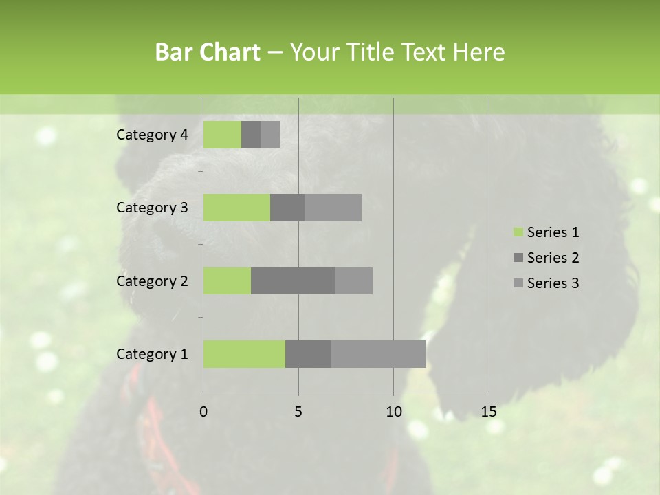 A Black Poodle With A Red Collar Is Looking At The Camera PowerPoint Template
