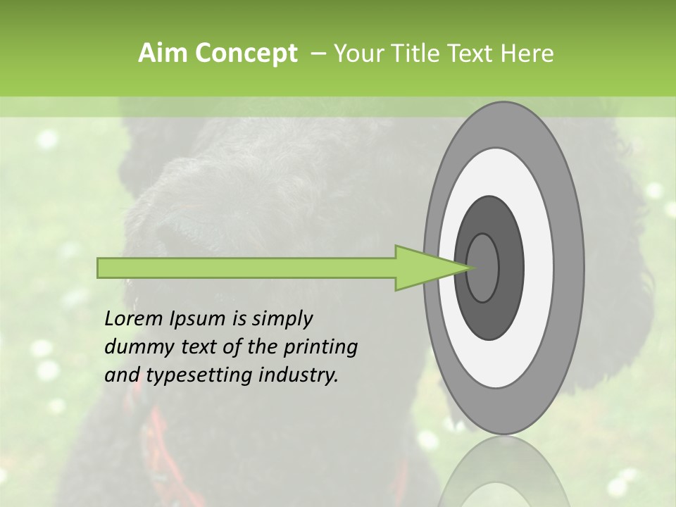 A Black Poodle With A Red Collar Is Looking At The Camera PowerPoint Template