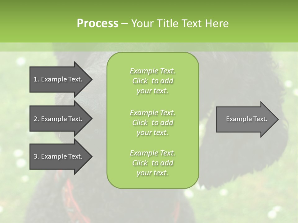 A Black Poodle With A Red Collar Is Looking At The Camera PowerPoint Template