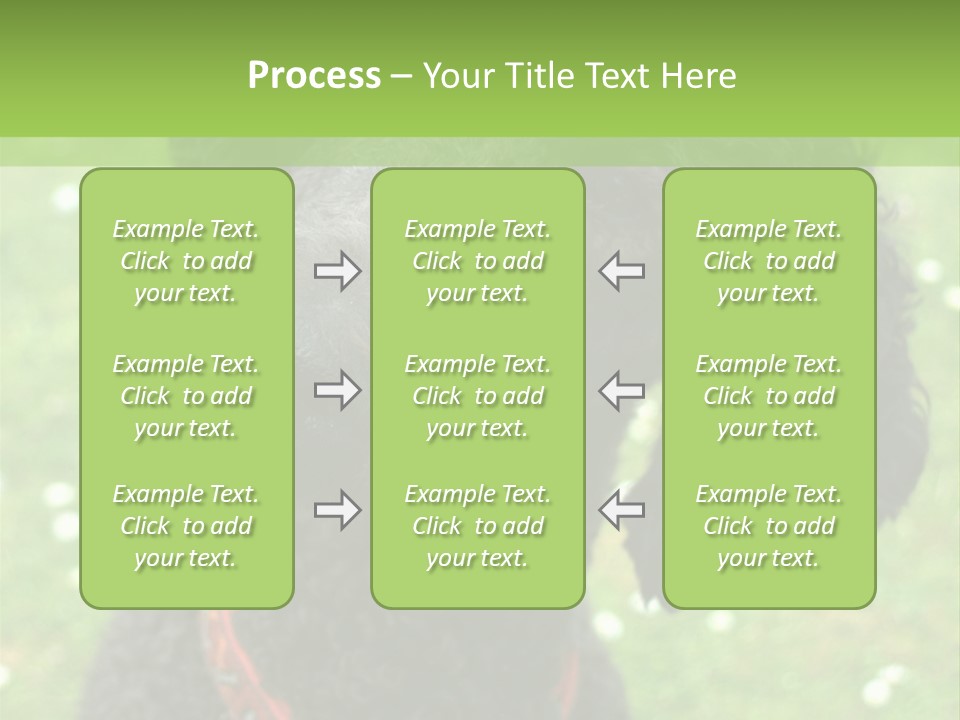 A Black Poodle With A Red Collar Is Looking At The Camera PowerPoint Template