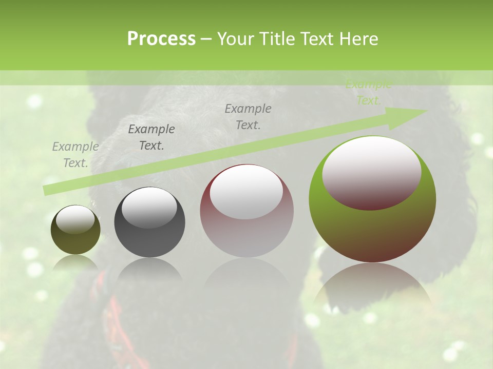 A Black Poodle With A Red Collar Is Looking At The Camera PowerPoint Template