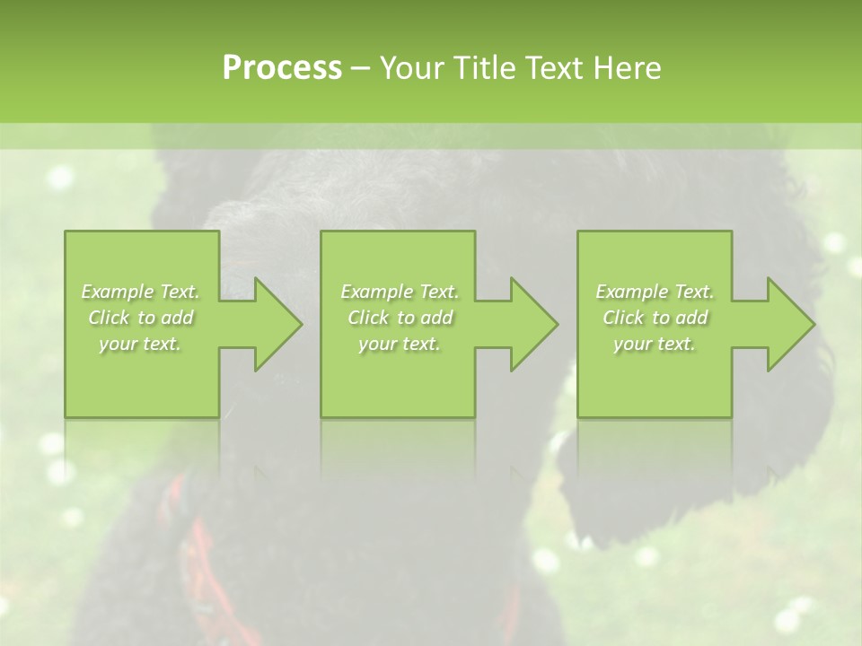A Black Poodle With A Red Collar Is Looking At The Camera PowerPoint Template