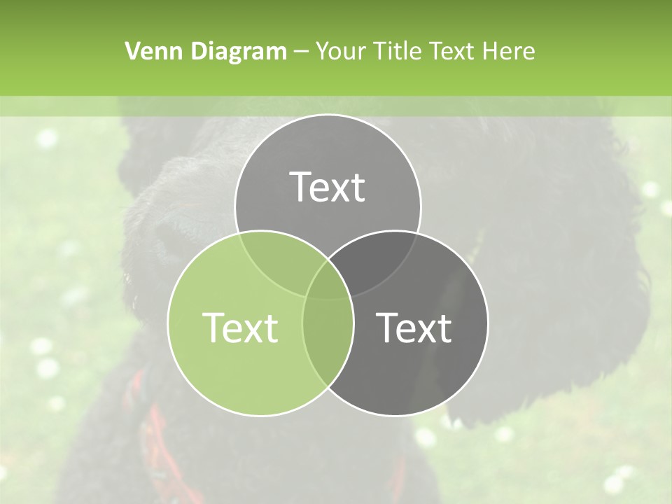 A Black Poodle With A Red Collar Is Looking At The Camera PowerPoint Template