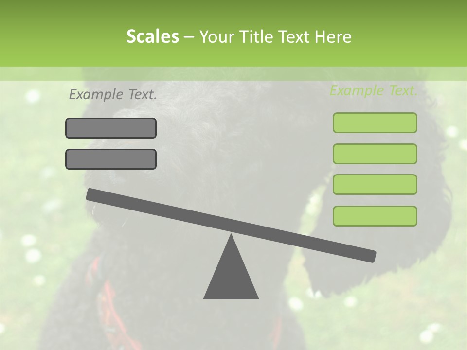 A Black Poodle With A Red Collar Is Looking At The Camera PowerPoint Template