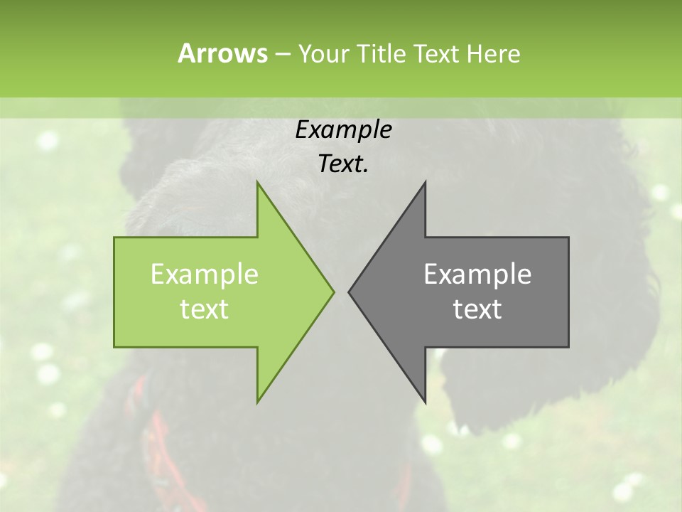 A Black Poodle With A Red Collar Is Looking At The Camera PowerPoint Template