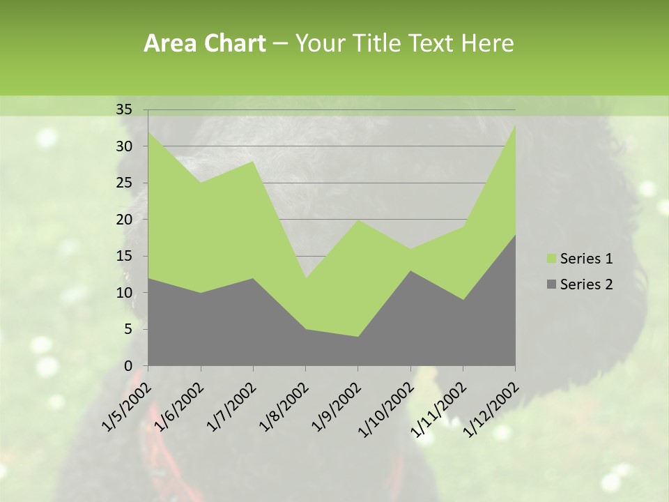 A Black Poodle With A Red Collar Is Looking At The Camera PowerPoint Template
