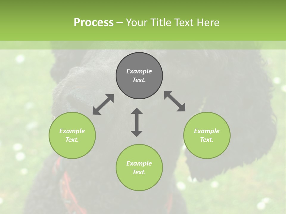 A Black Poodle With A Red Collar Is Looking At The Camera PowerPoint Template