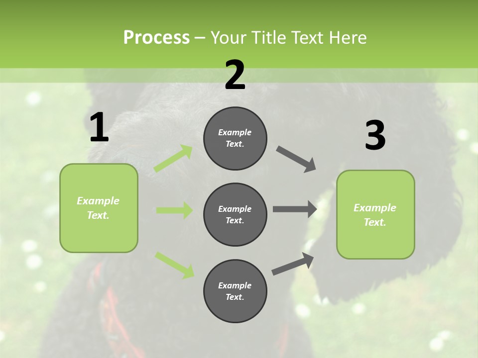 A Black Poodle With A Red Collar Is Looking At The Camera PowerPoint Template