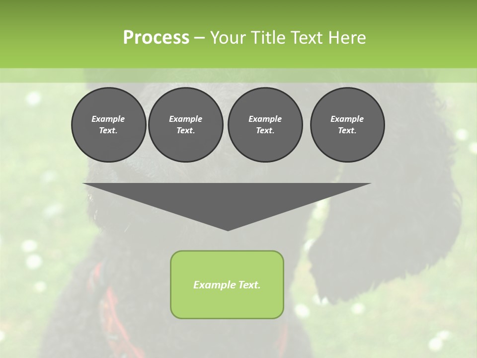 A Black Poodle With A Red Collar Is Looking At The Camera PowerPoint Template