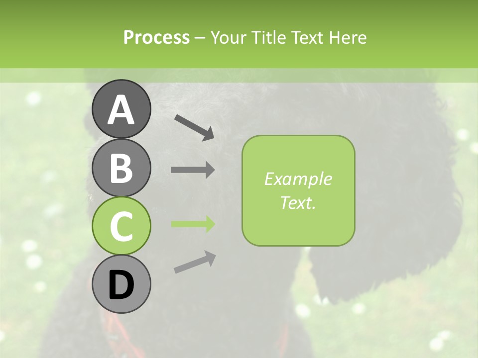 A Black Poodle With A Red Collar Is Looking At The Camera PowerPoint Template