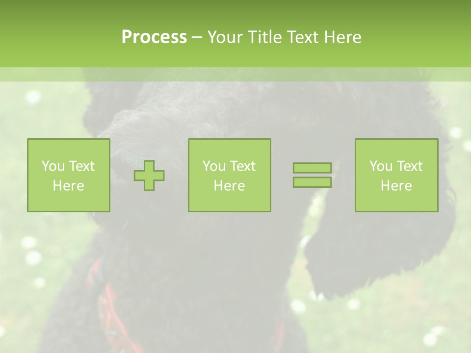 A Black Poodle With A Red Collar Is Looking At The Camera PowerPoint Template