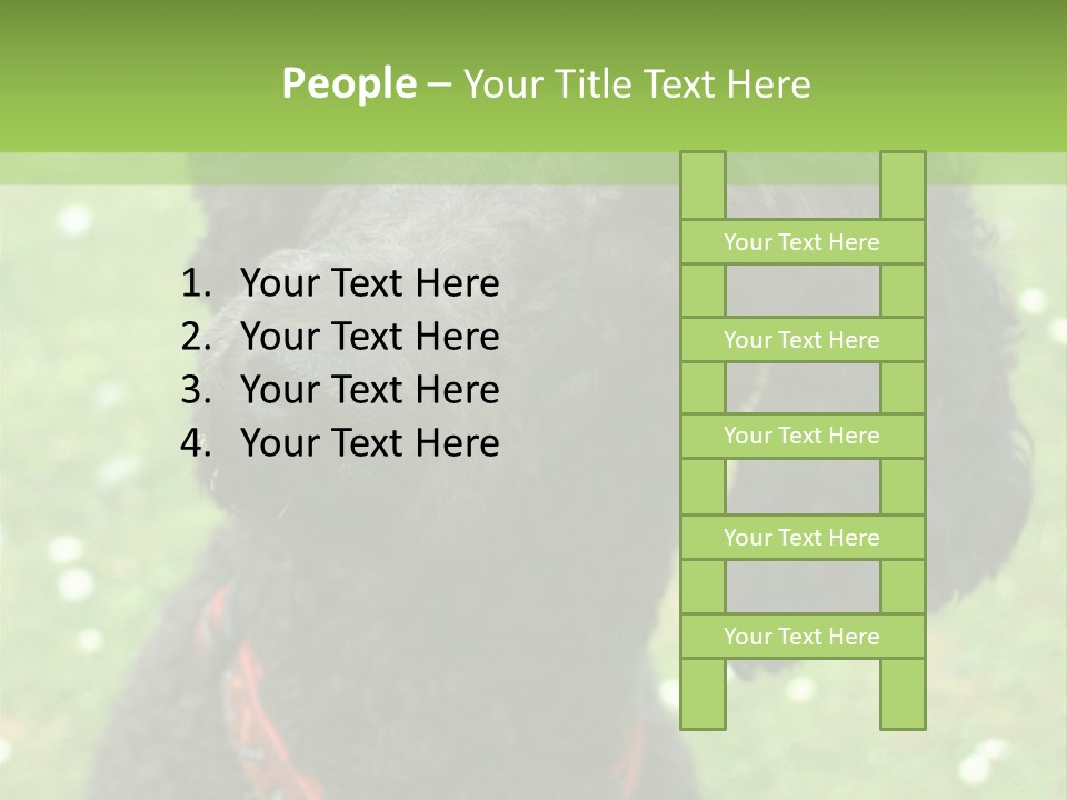 A Black Poodle With A Red Collar Is Looking At The Camera PowerPoint Template