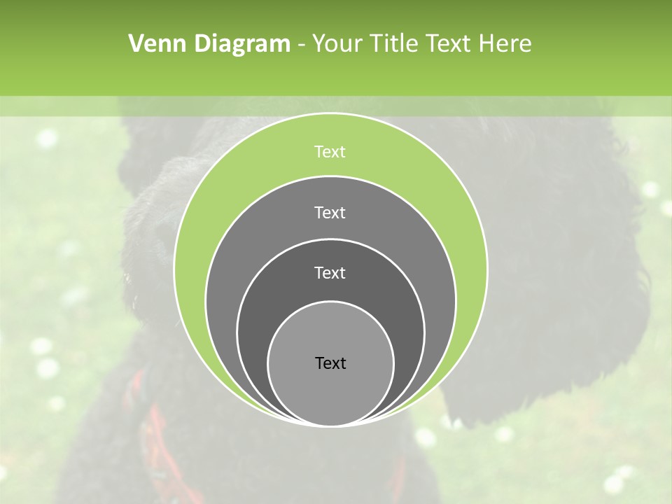 A Black Poodle With A Red Collar Is Looking At The Camera PowerPoint Template