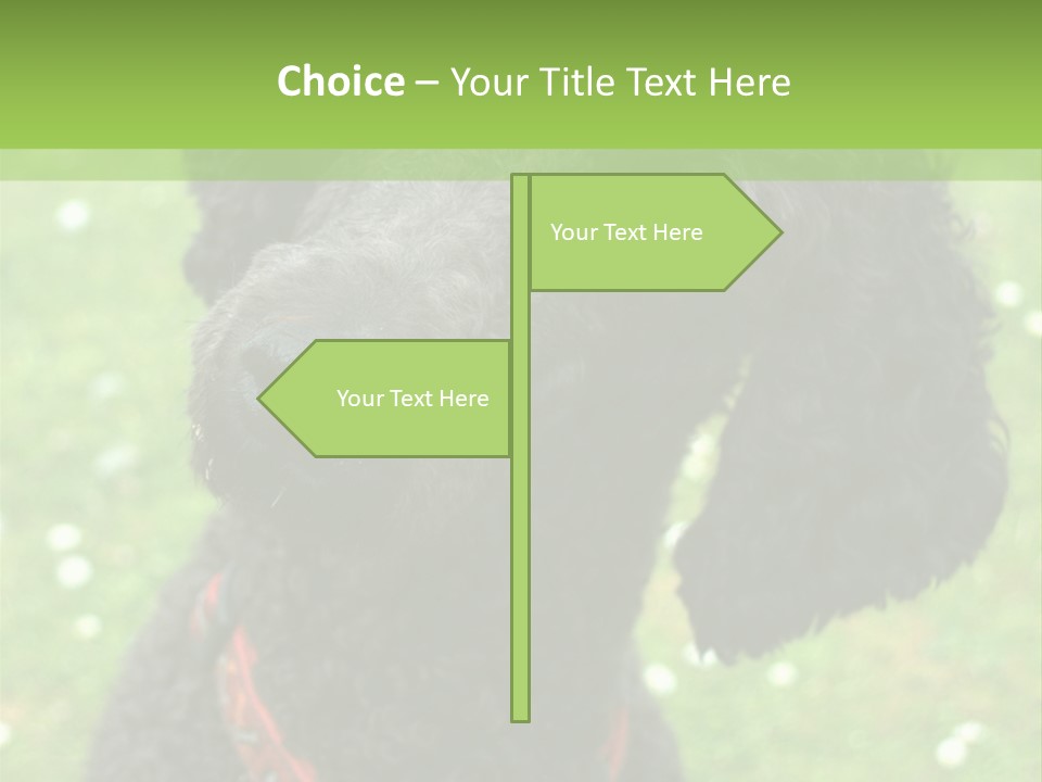 A Black Poodle With A Red Collar Is Looking At The Camera PowerPoint Template